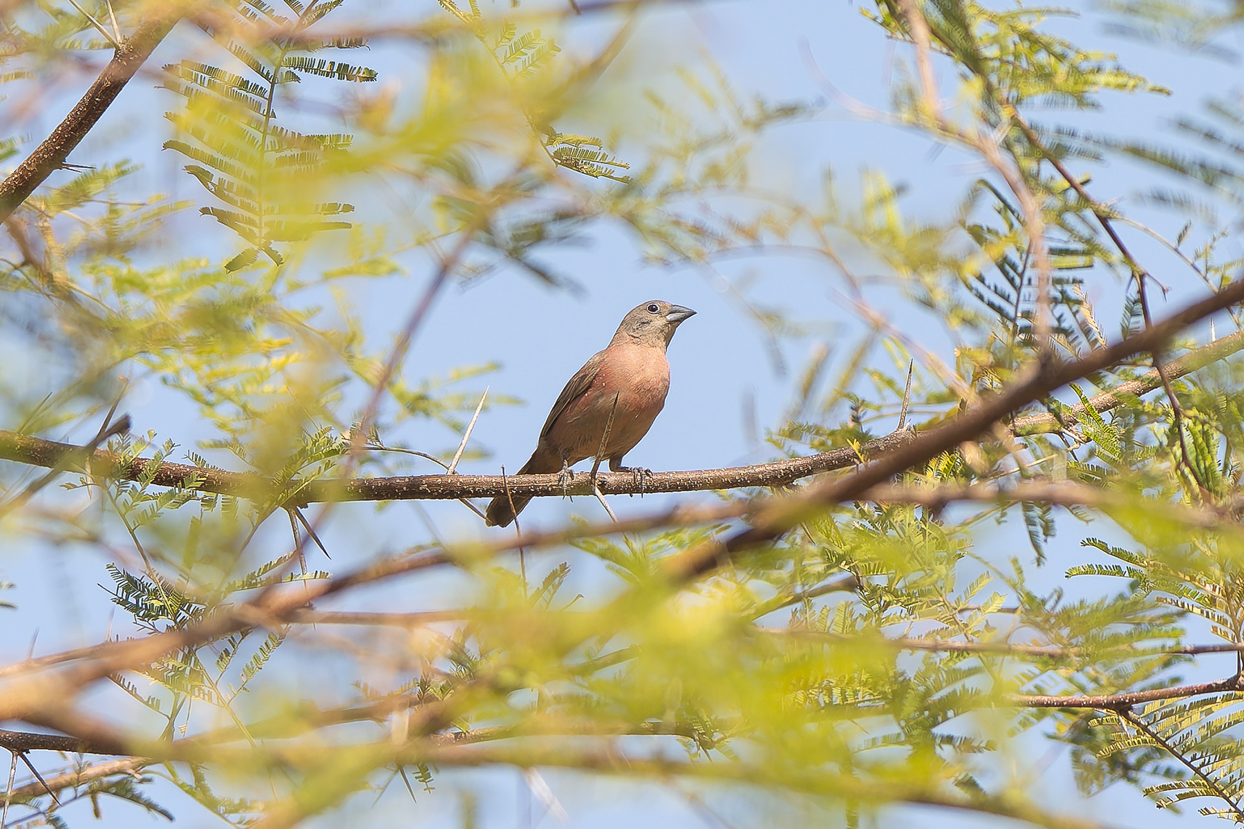 female Black-faced Firefinch (image by Diedert Koppenol)
