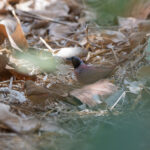 male Black-faced Firefinch (image by Diedert Koppenol)