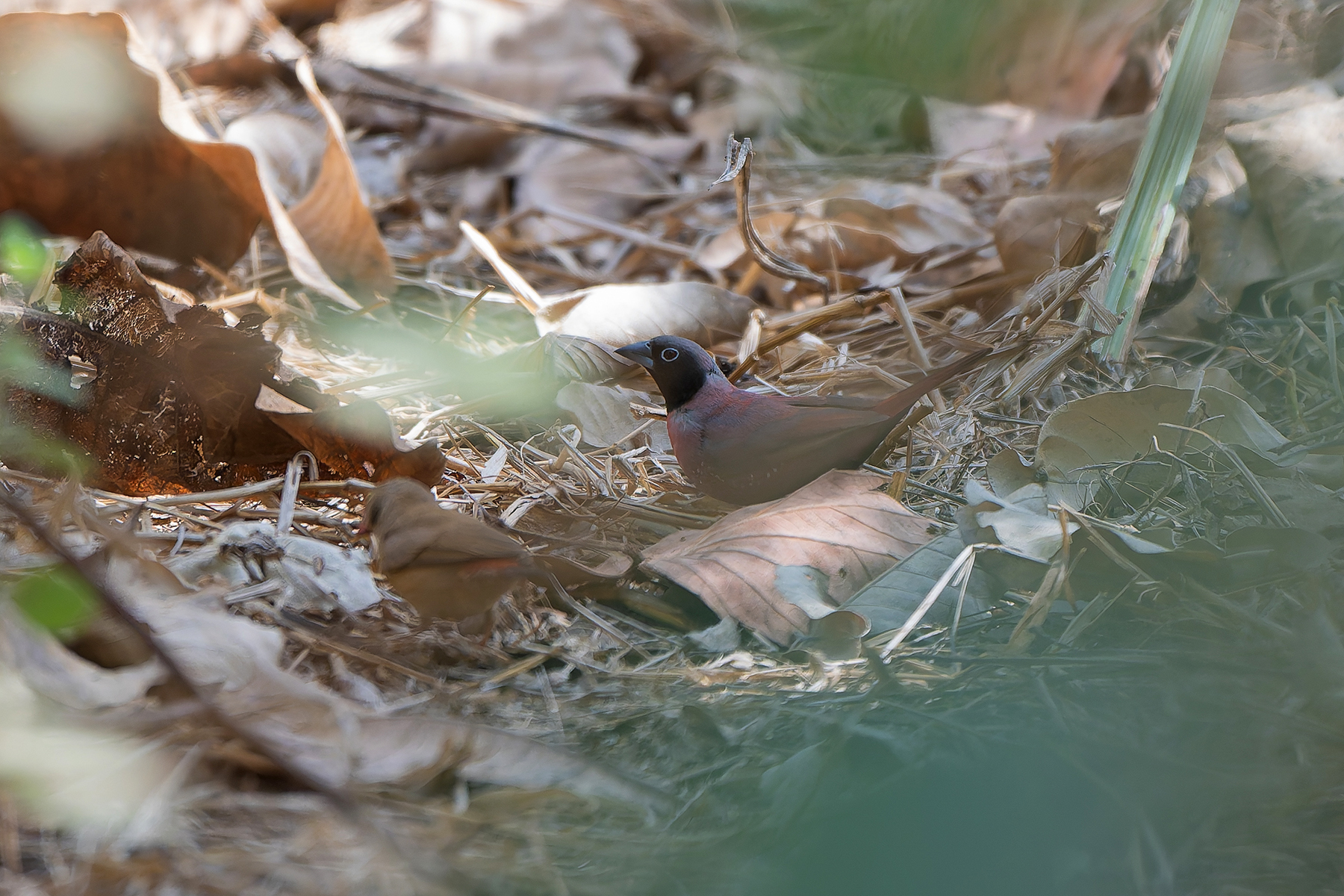 male Black-faced Firefinch (image by Diedert Koppenol)