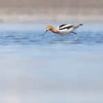 American Avocet (image by Mike Watson)