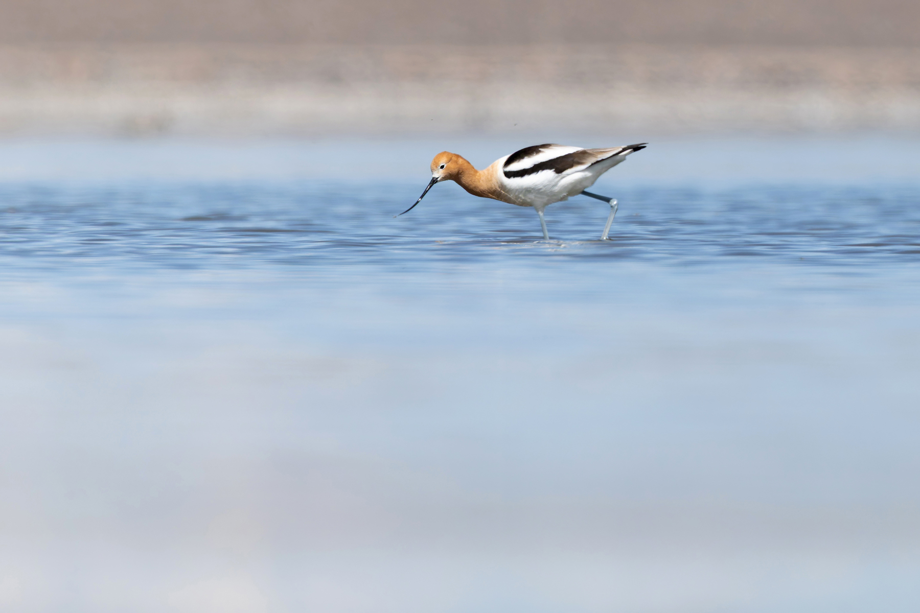 American Avocet (image by Mike Watson)