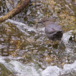 American Dipper (image by Mike Watson)