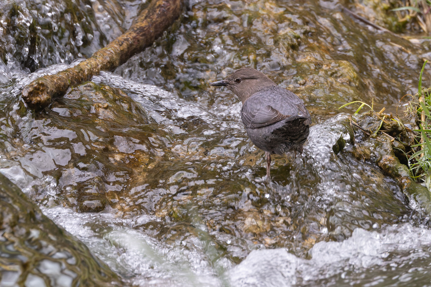 American Dipper (image by Mike Watson)