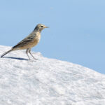 American Pipit (image by Mike Watson)
