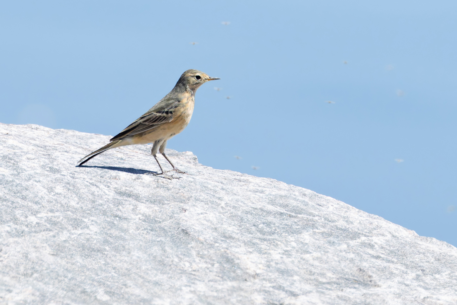 American Pipit (image by Mike Watson)