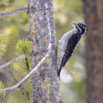 American Three-toed Woodpecker (image by Mike Watson)