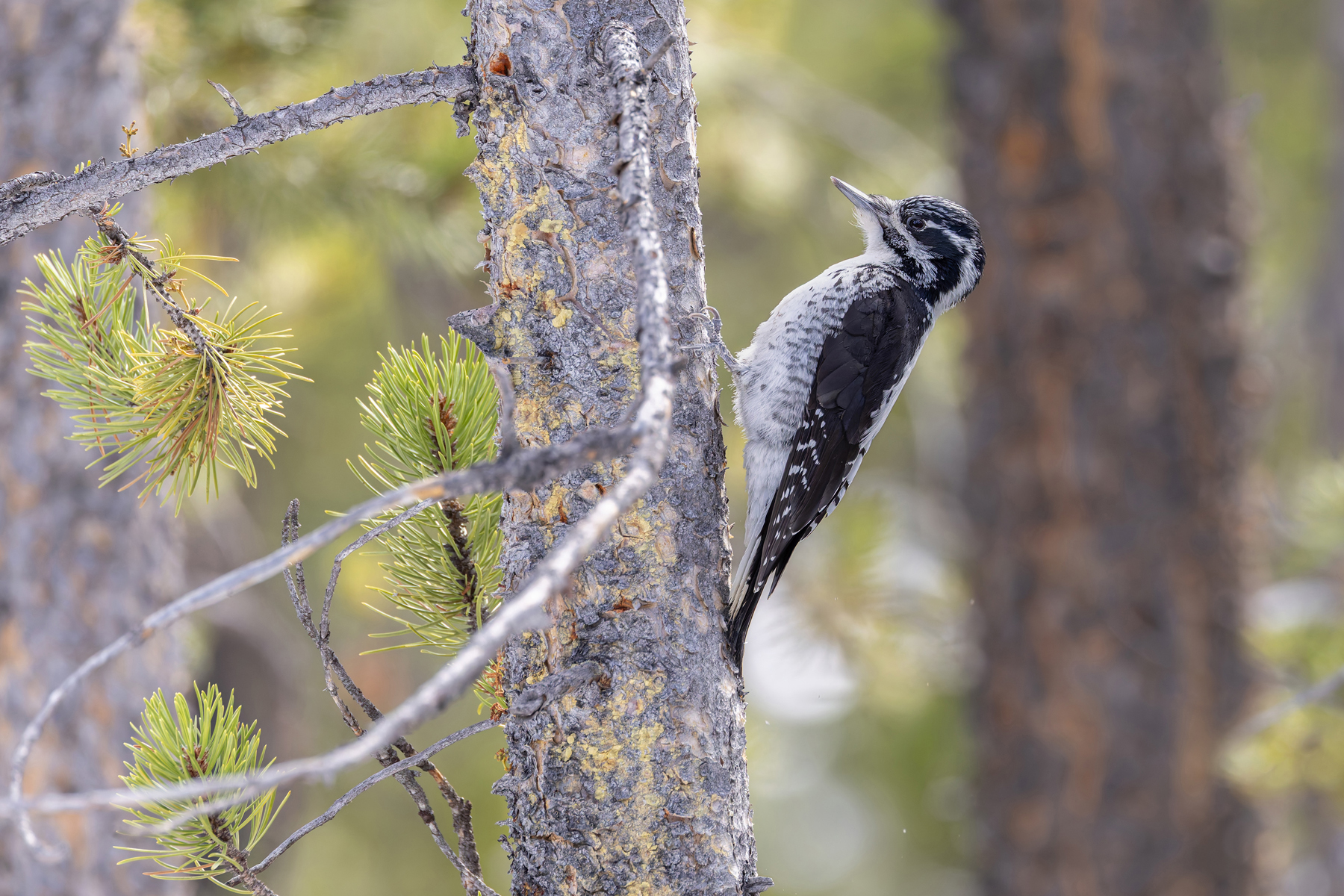 American Three-toed Woodpecker (image by Mike Watson)