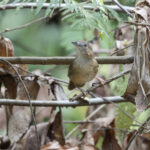Abbot's Babbler (image by Dani Balla)