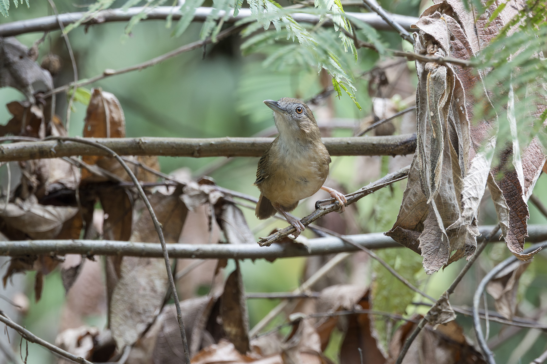 Abbot's Babbler (image by Dani Balla)