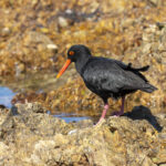 African Oystercatcher (image by Mark Beaman)