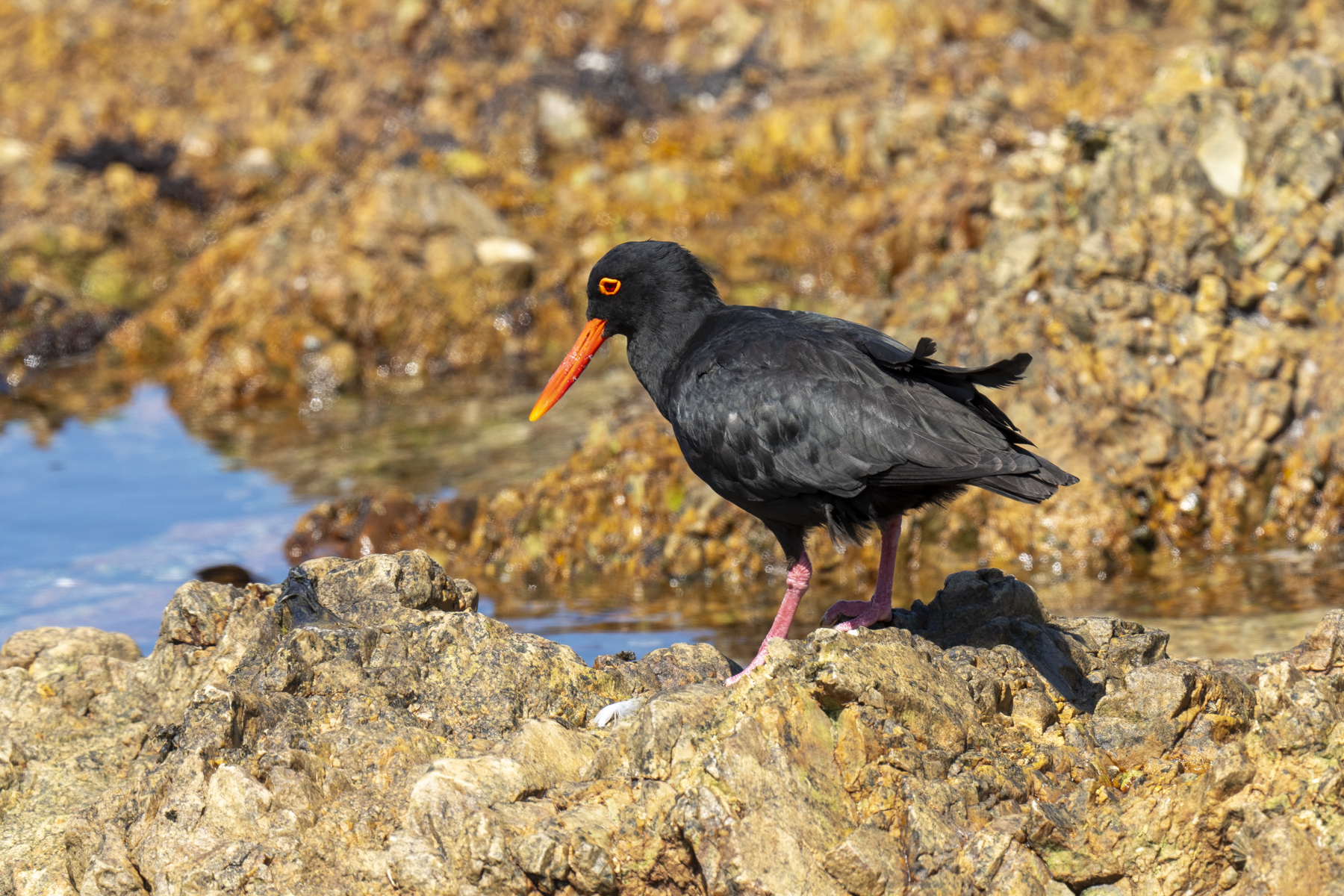 African Oystercatcher (image by Mark Beaman)