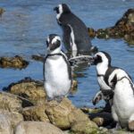 African Penguins (image by Mark Beaman)