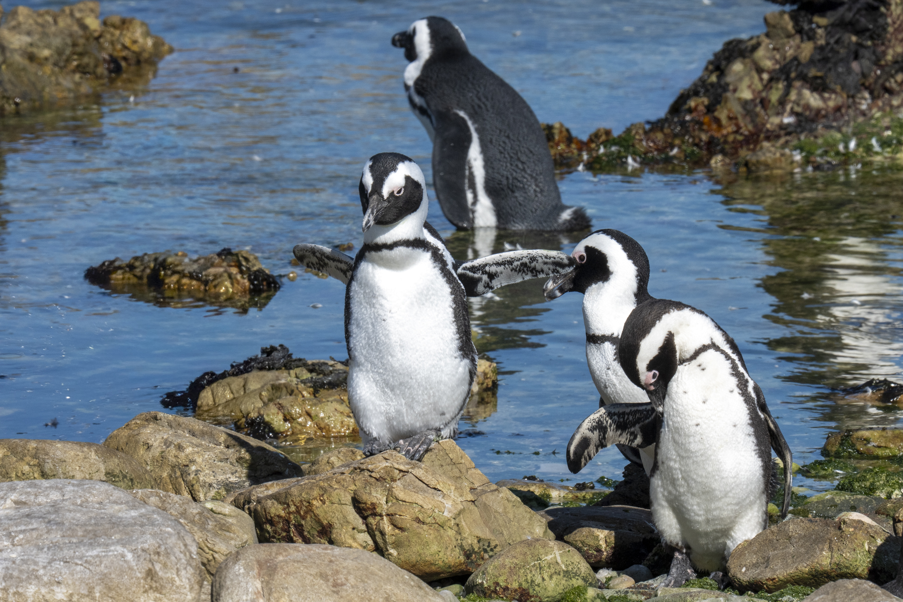 African Penguins (image by Mark Beaman)