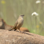 African Rock Pipit (image by Mark Beaman)