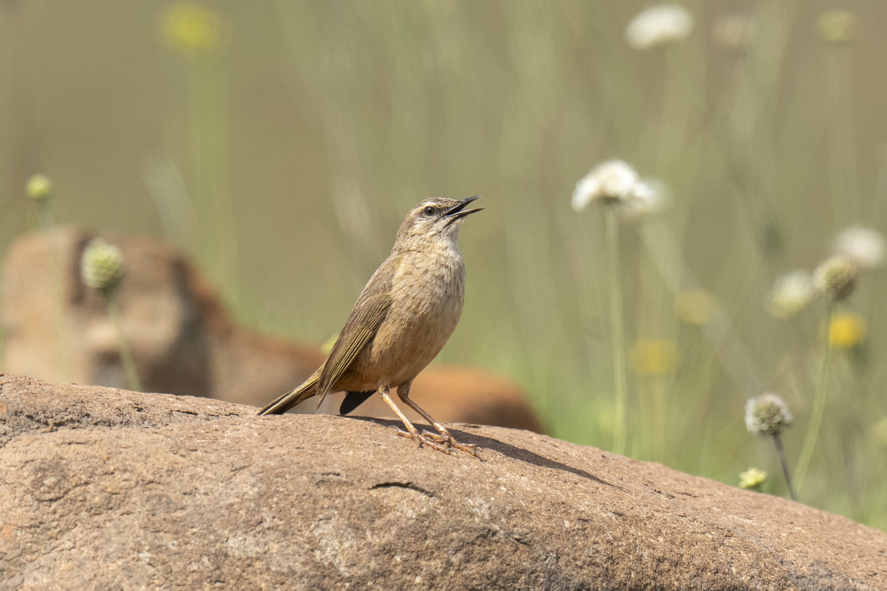 African Rock Pipit (image by Mark Beaman)