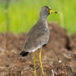 African Wattled Lapwing (image by Mark Beaman)