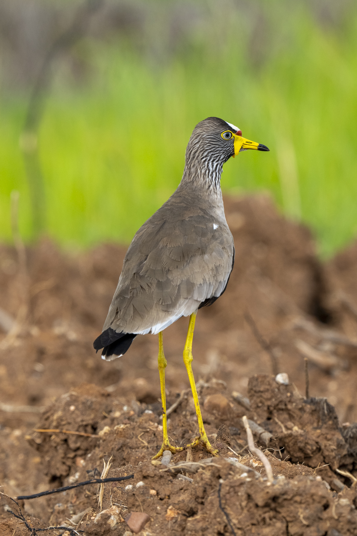African Wattled Lapwing (image by Mark Beaman)
