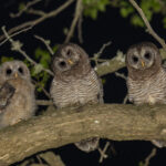 African Wood Owls (image by Mark Beaman)