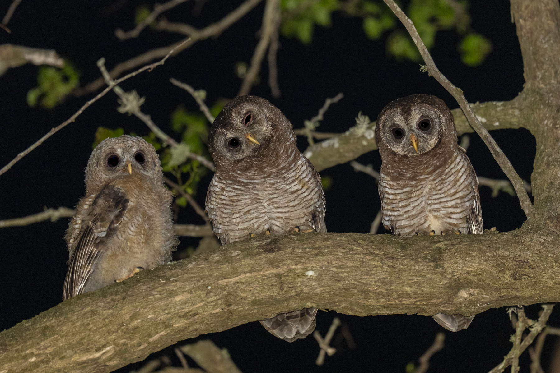 African Wood Owls (image by Mark Beaman)
