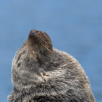 Afro-Australian Fur Seal (image by Mark Beaman)