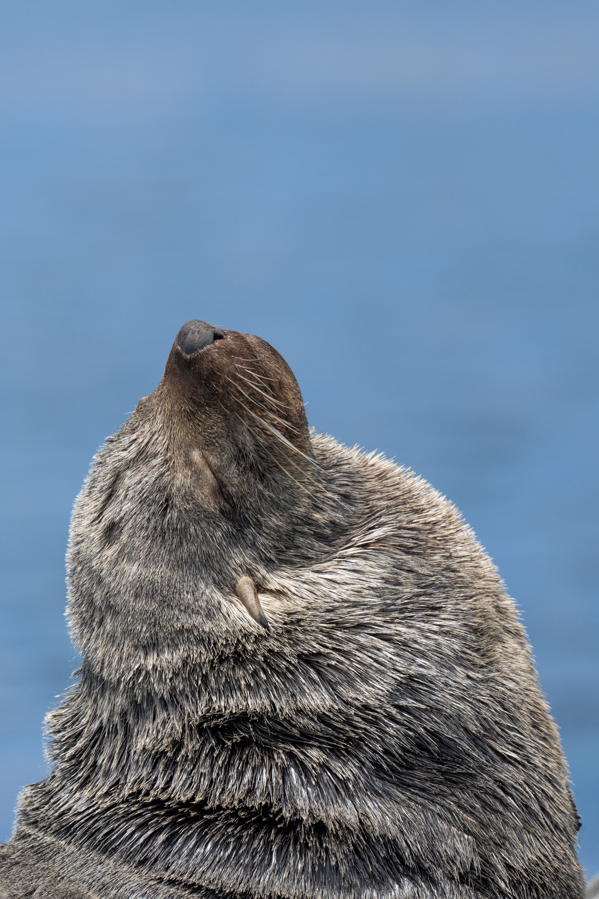 Afro-Australian Fur Seal (image by Mark Beaman)