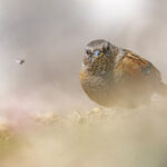 Alpine Accentor (image by Mike Watson)