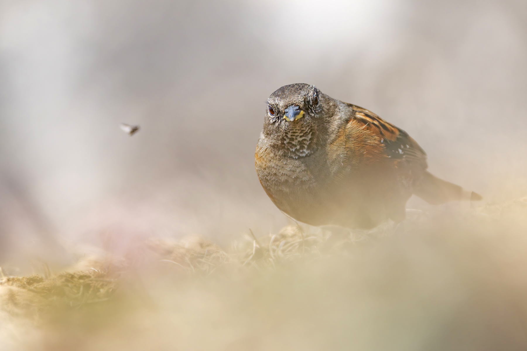 Alpine Accentor (image by Mike Watson)