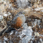 Alpine Accentor (image by Mike Watson)