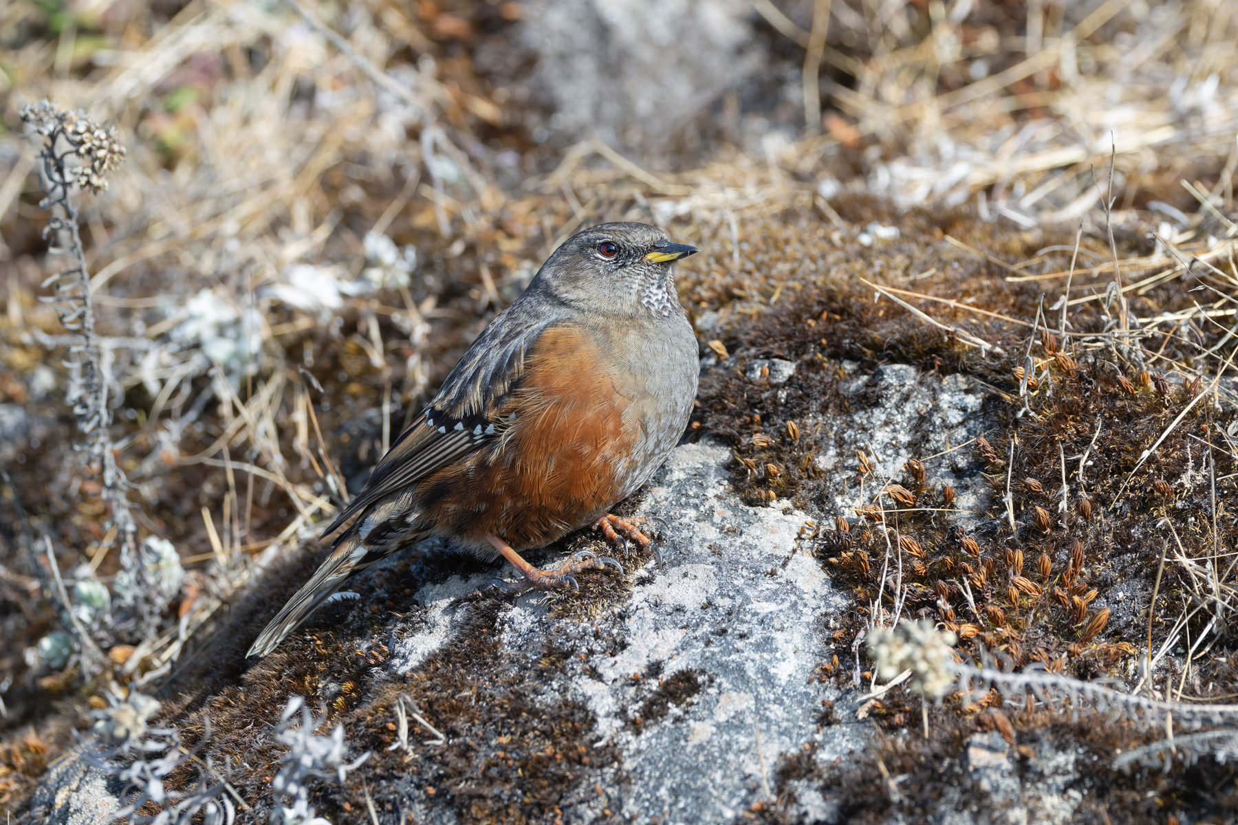 Alpine Accentor (image by Mike Watson)