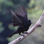 Amazonian Umbrellabird (image by Leo Garrigues)