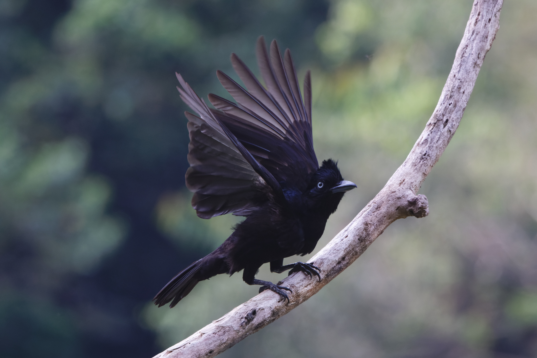Amazonian Umbrellabird (image by Leo Garrigues)