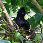 Amazonian Umbrellabird on nest (image by Leo Garrigues)