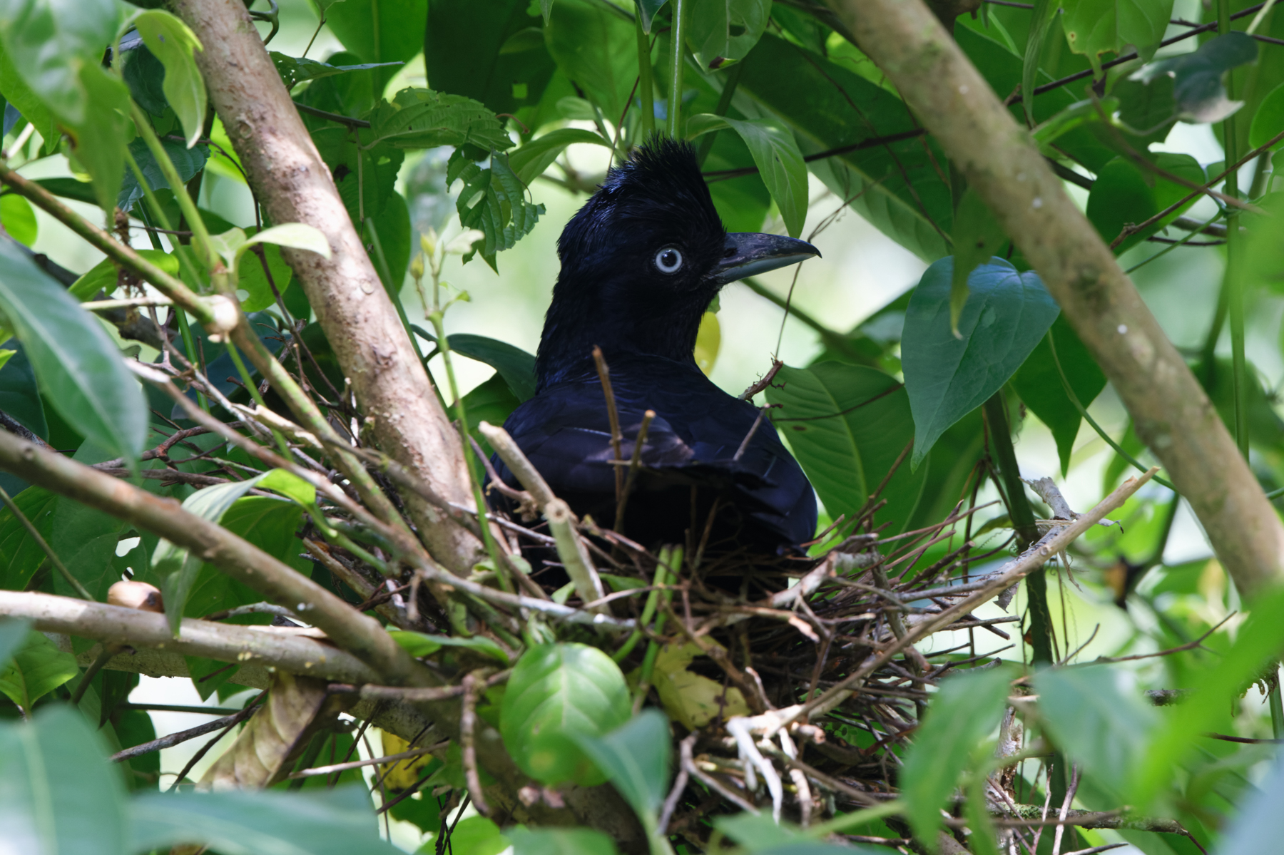 Amazonian Umbrellabird on nest (image by Leo Garrigues)