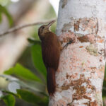 Amazonian Woodcreeper (image by Leo Garrigues)