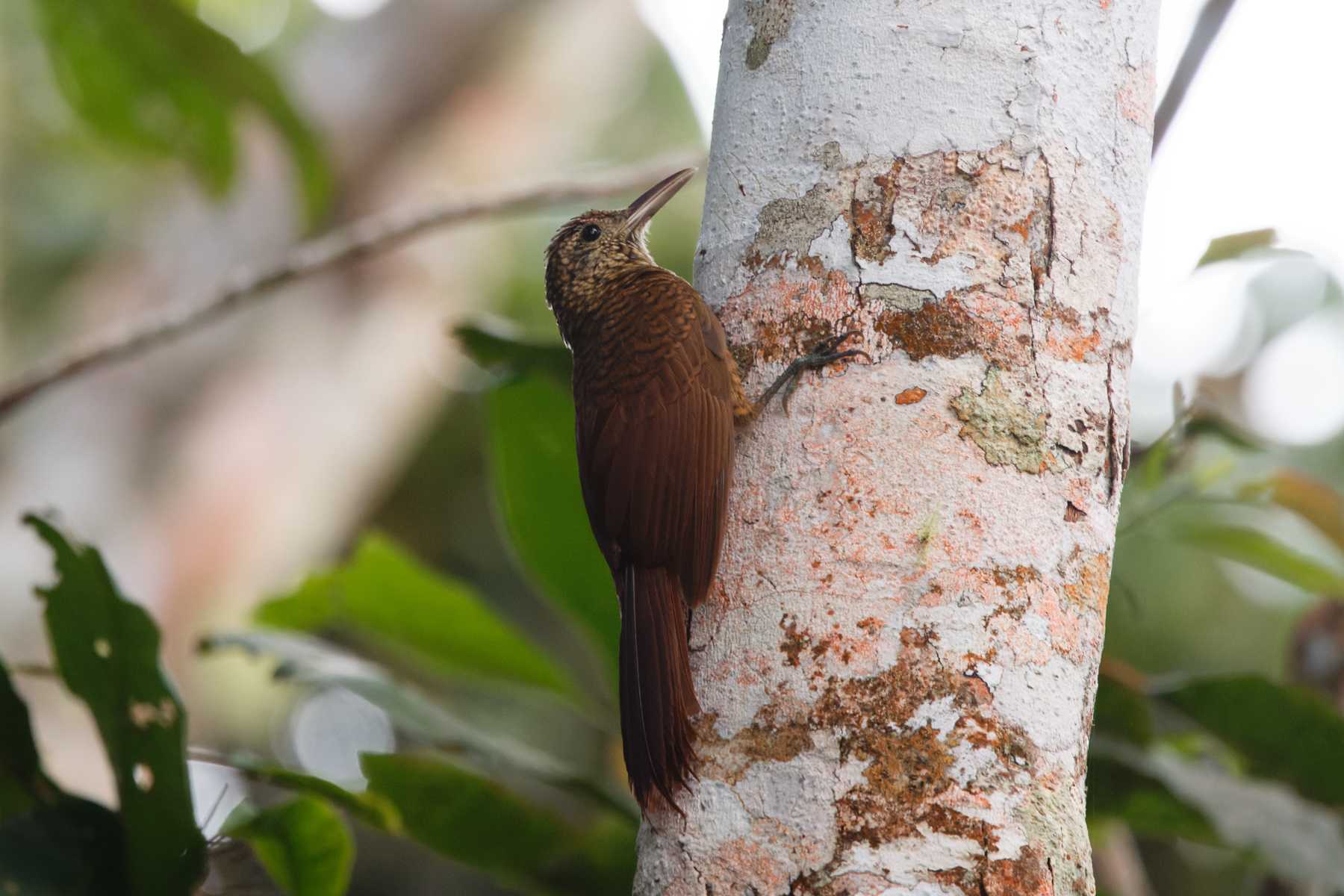 Amazonian Woodcreeper (image by Leo Garrigues)