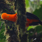 Andean Cock-of-the-rock (image by Leo Garrigues)