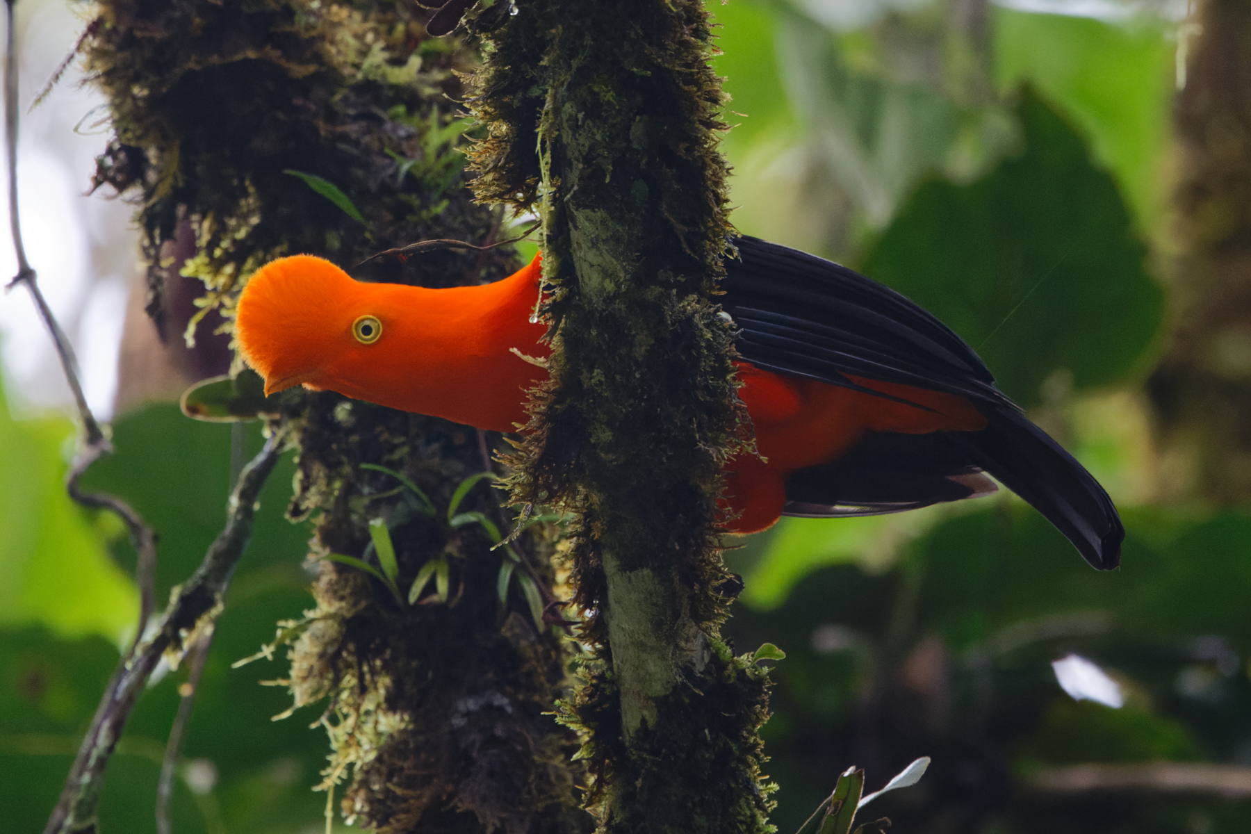 Andean Cock-of-the-rock (image by Leo Garrigues)