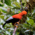 Andean Cock-of-the-rock (image by Leo Garrigues)