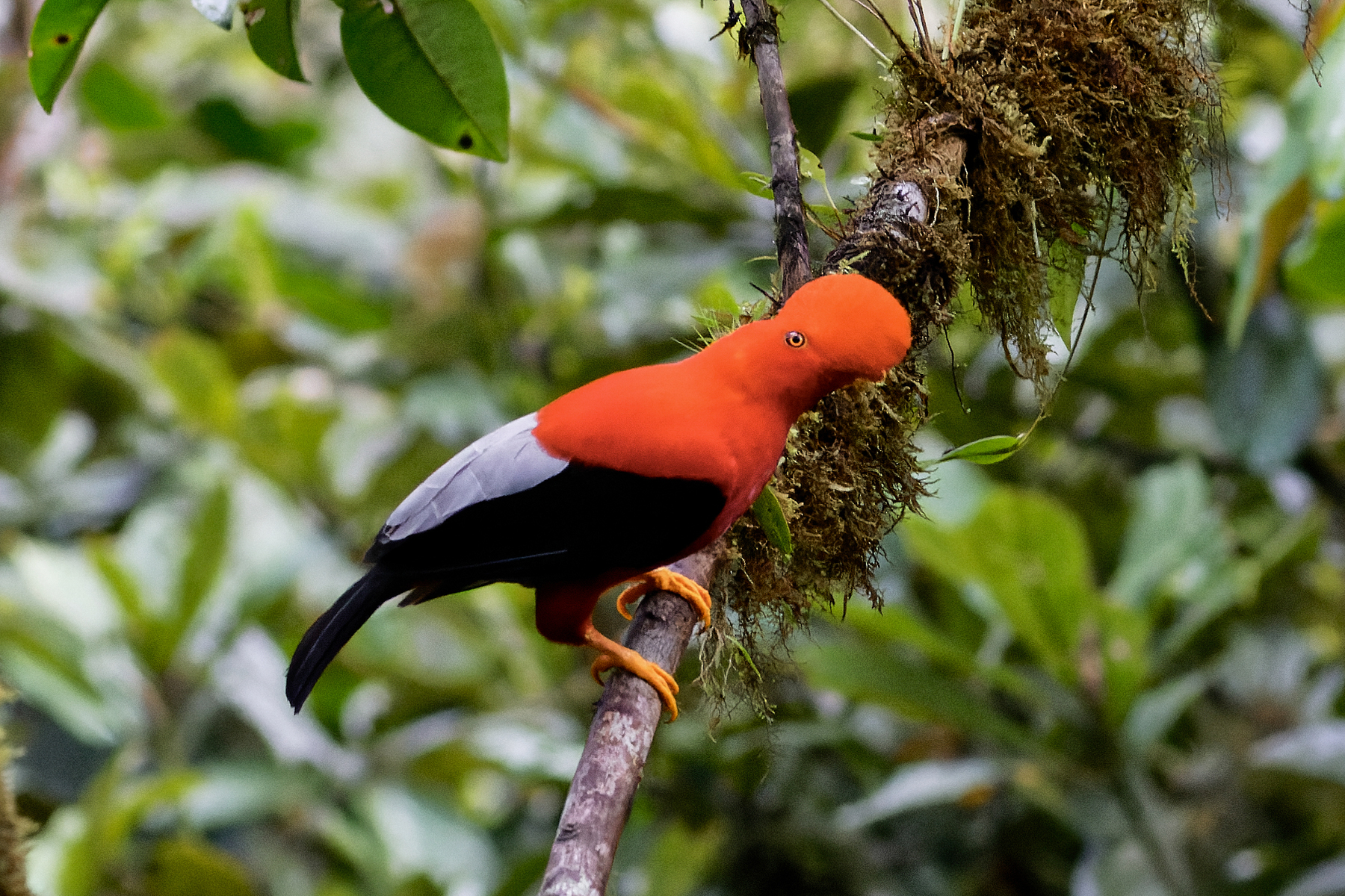 Andean Cock-of-the-rock (image by Leo Garrigues)