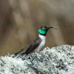 Andean Hillstar (image by Leo Garrigues)