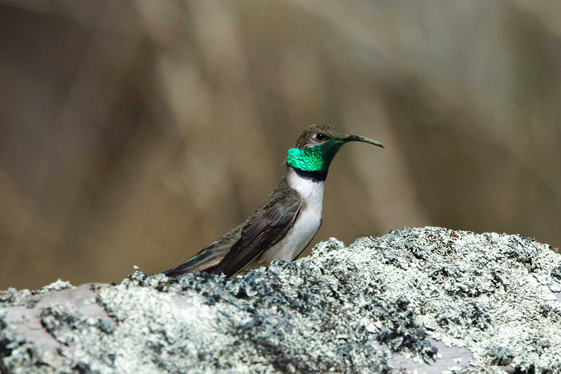 Andean Hillstar (image by Leo Garrigues)