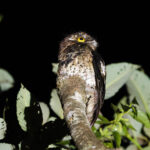 Andean Potoo (image by Leo Garrigues)
