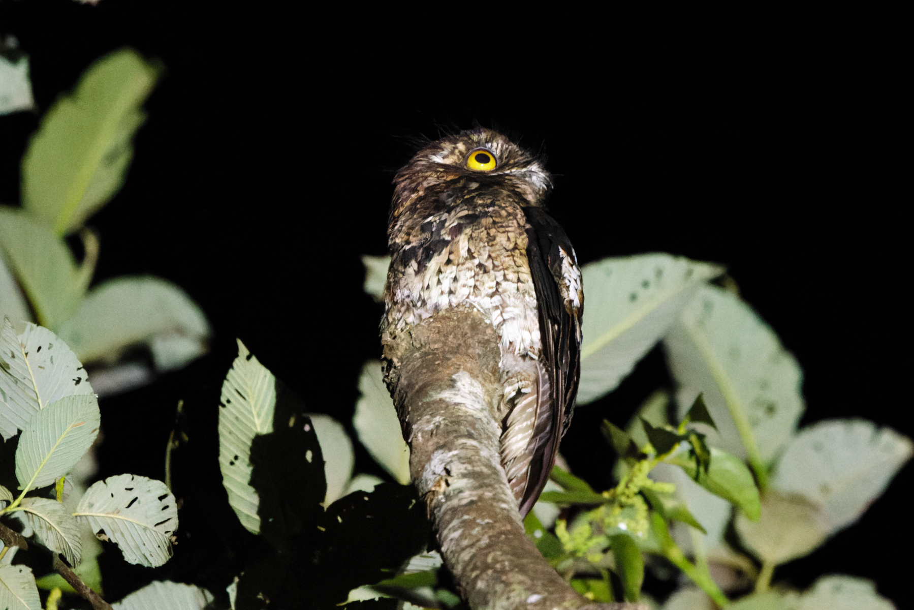 Andean Potoo (image by Leo Garrigues)