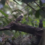 Annam Limestone Babbler (image by Dani Balla)