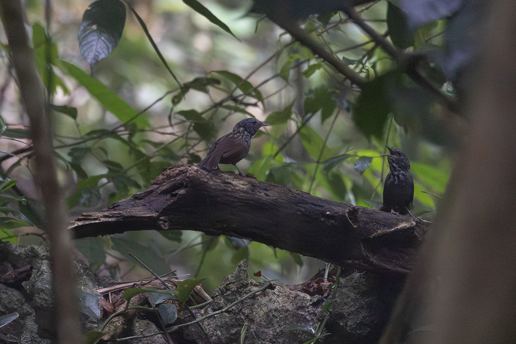Annam Limestone Babbler (image by Dani Balla)