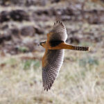 Aplomado Falcon (image by Leo Garrigues)