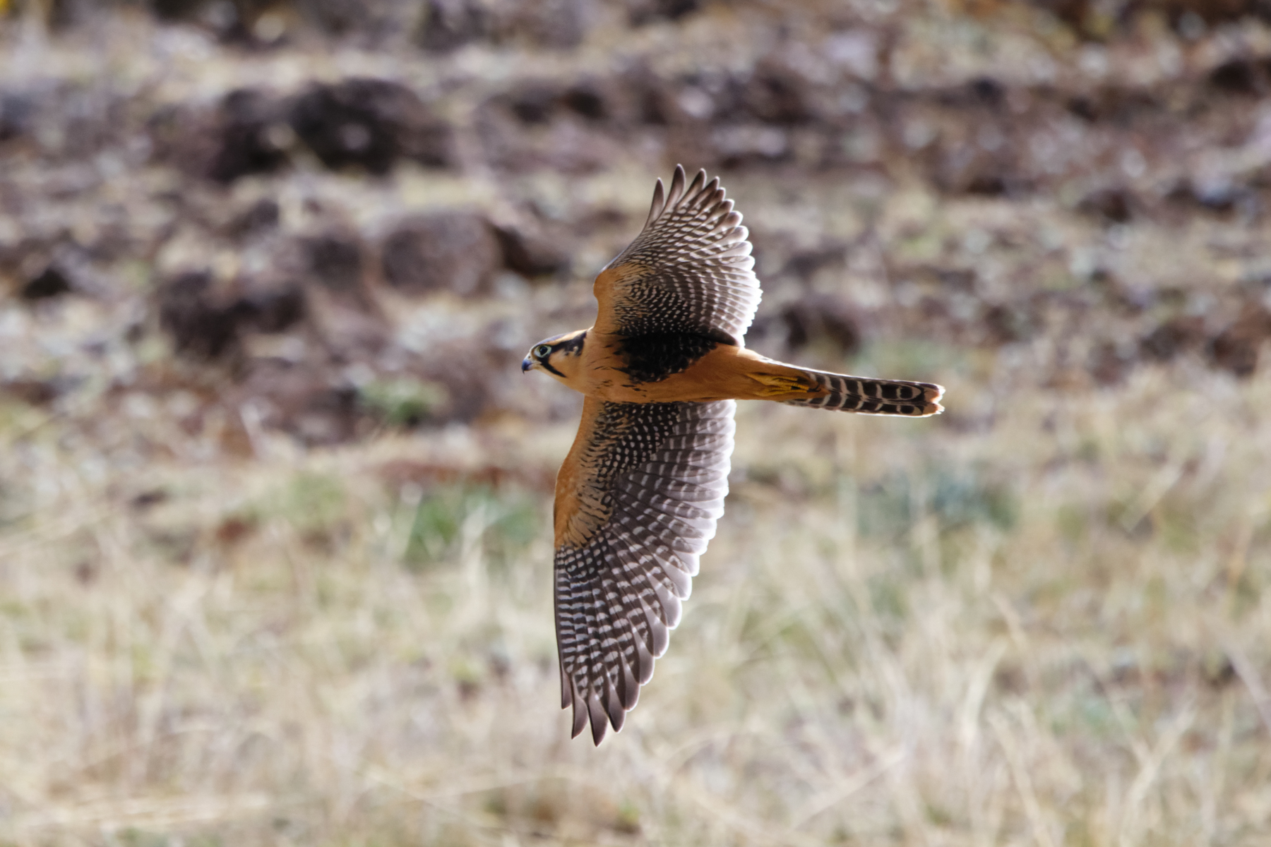 Aplomado Falcon (image by Leo Garrigues)
