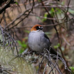 Apurimac Brushfinch (image by Leo Garrigues)