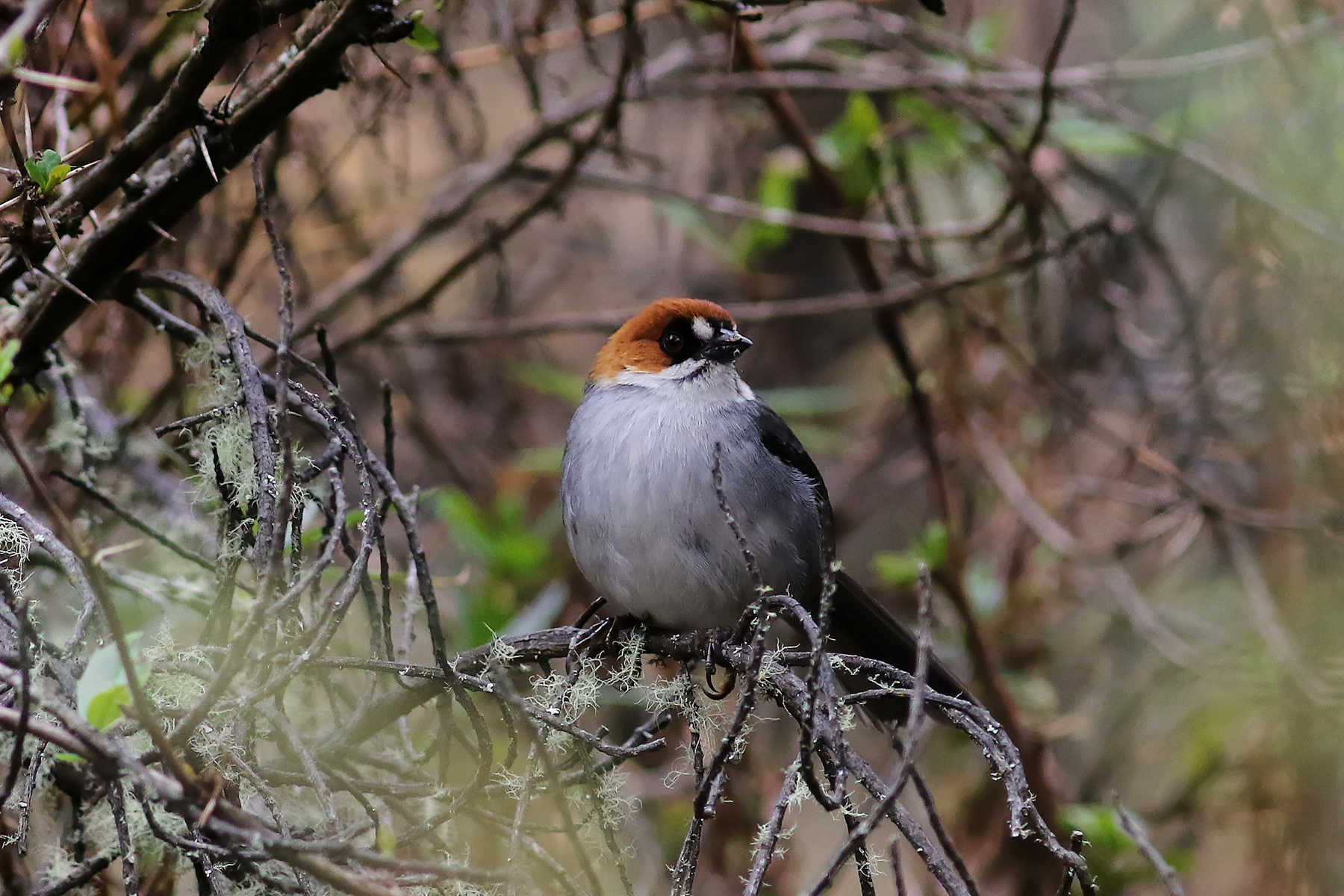 Apurimac Brushfinch (image by Leo Garrigues)