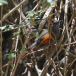 Apurimac Spinetail (image by Leo Garrigues)